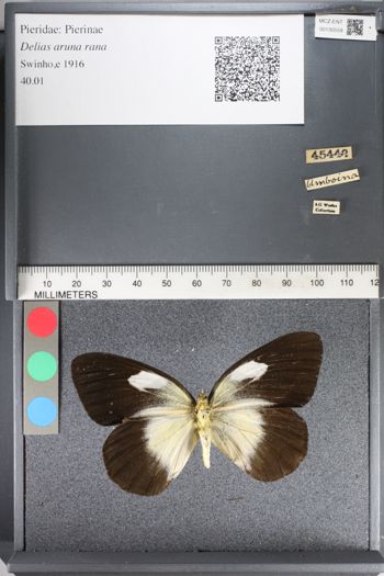 Media type: image;   Entomology 130559